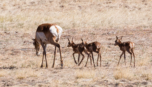Pronghorn Antilocapra americana Pronghorn Antelope