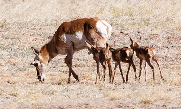 Pronghorn Antilocapra americana Pronghorn Antelope