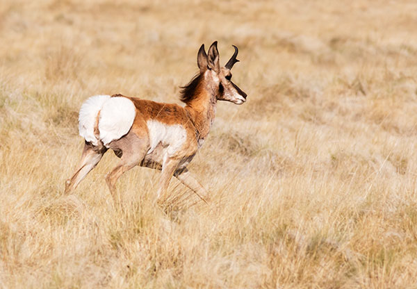 Pronghorn Antilocapra americana Pronghorn Antelope