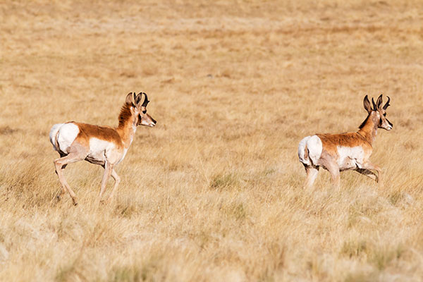 Pronghorn Antilocapra americana Pronghorn Antelope