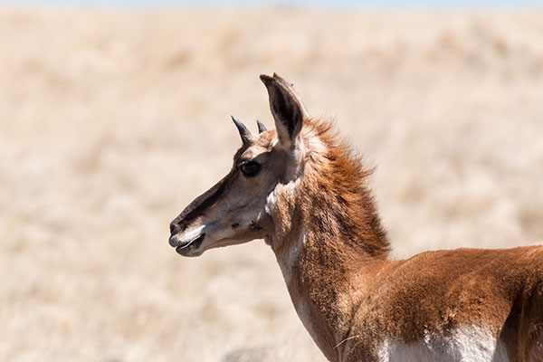 Pronghorn Antilocapra americana Pronghorn Antelope