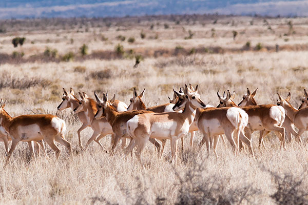 Pronghorn Antilocapra americana Pronghorn Antelope