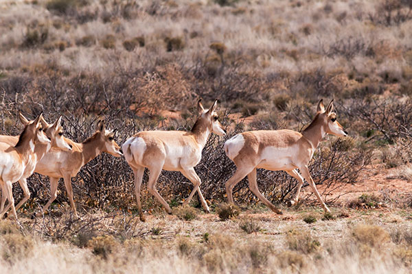 Pronghorn Antilocapra americana Pronghorn Antelope