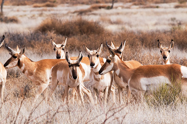 Pronghorn Antilocapra americana Pronghorn Antelope