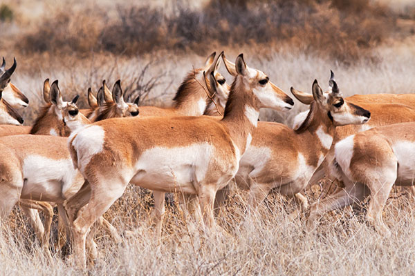Pronghorn Antilocapra americana Pronghorn Antelope