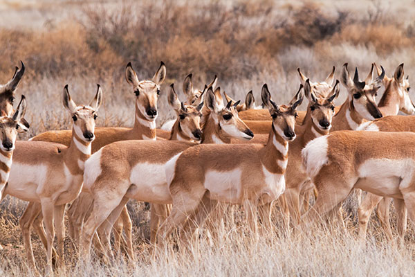 Pronghorn Antilocapra americana Pronghorn Antelope