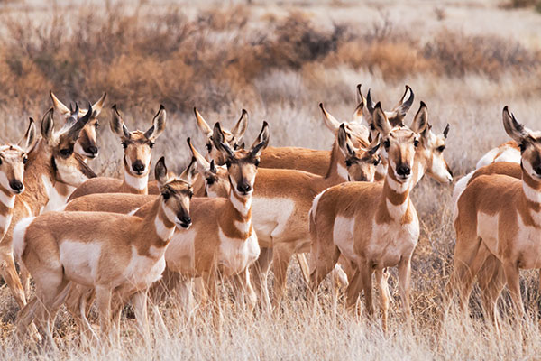 Pronghorn Antilocapra americana Pronghorn Antelope