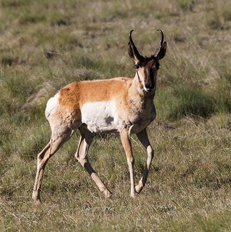 Pronghorn Antilocapra americana Pronghorn Antelope