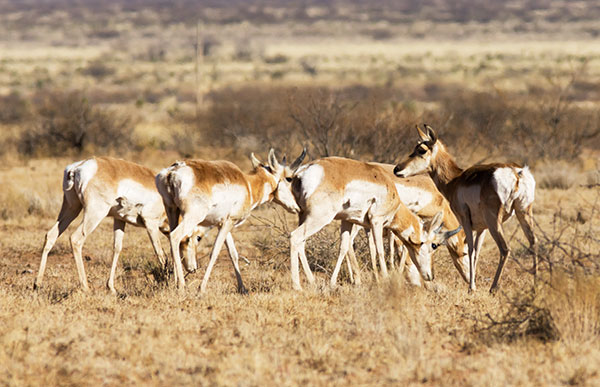 Pronghorn Antilocapra americana Pronghorn Antelope