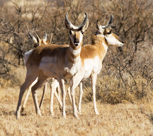 Pronghorn Antilocapra americana Pronghorn Antelope