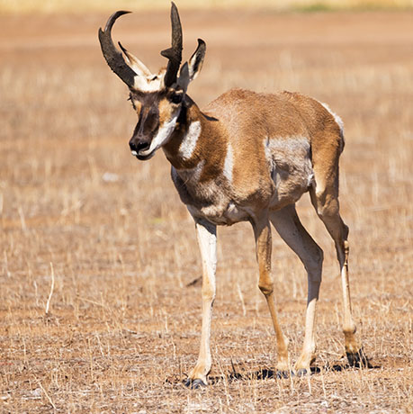 Pronghorn Antilocapra americana Pronghorn Antelope