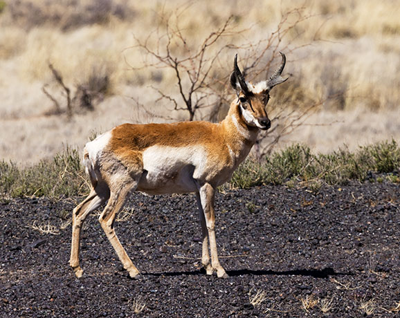 Pronghorn Antilocapra americana Pronghorn Antelope