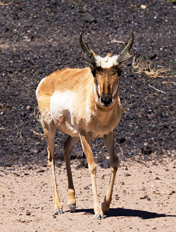 Pronghorn Antilocapra americana Pronghorn Antelope