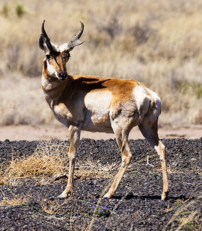 Pronghorn Antilocapra americana Pronghorn Antelope