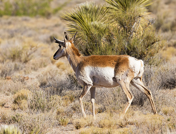 Pronghorn Antilocapra americana Pronghorn Antelope