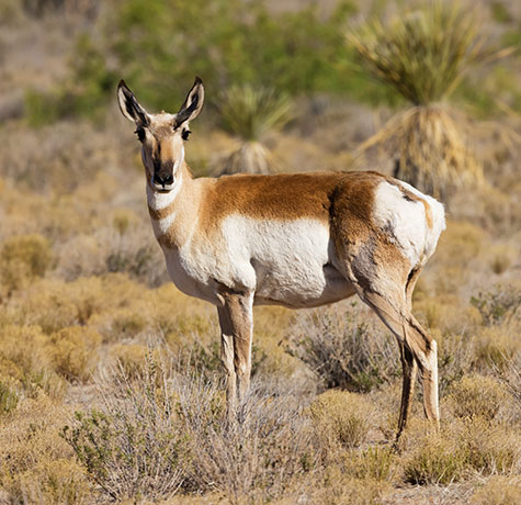 Pronghorn Antilocapra americana Pronghorn Antelope