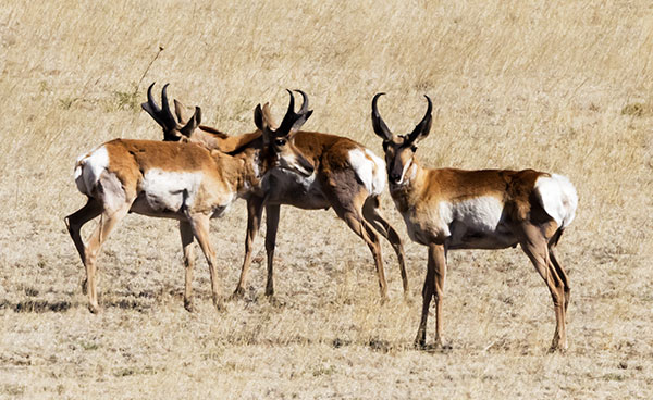 Pronghorn Antilocapra americana Pronghorn Antelope