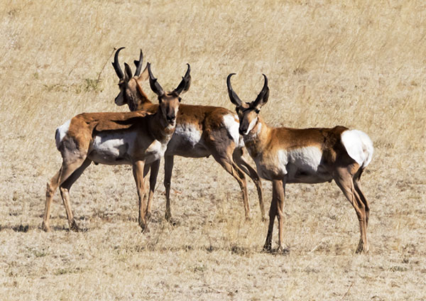 Pronghorn Antilocapra americana Pronghorn Antelope