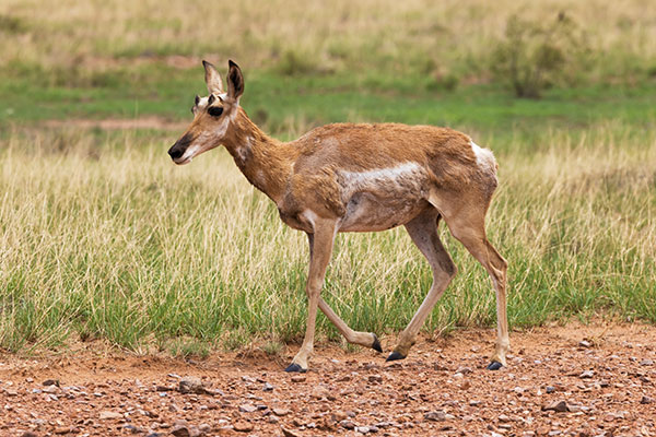 Pronghorn Antilocapra americana Pronghorn Antelope