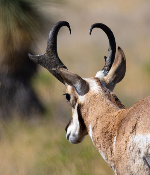 Pronghorn Antilocapra americana Pronghorn Antelope