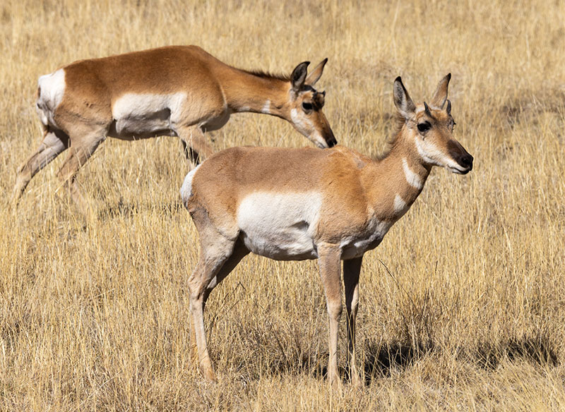 Pronghorn Antilocapra americana Pronghorn Antelope