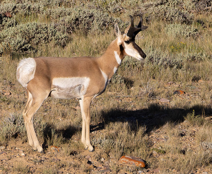 Pronghorn Antilocapra americana Pronghorn Antelope