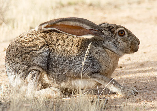 Antelope Jackrabbit Lepus alleni 