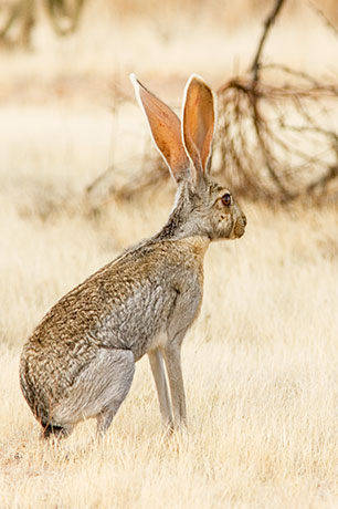 Antelope Jackrabbit Lepus alleni 