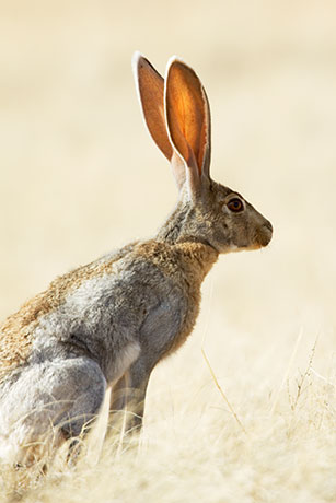 Antelope Jackrabbit Lepus alleni 
