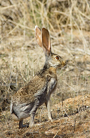 Antelope Jackrabbit Lepus alleni 