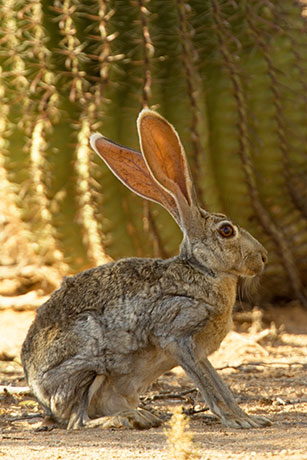 Antelope Jackrabbit Lepus alleni 