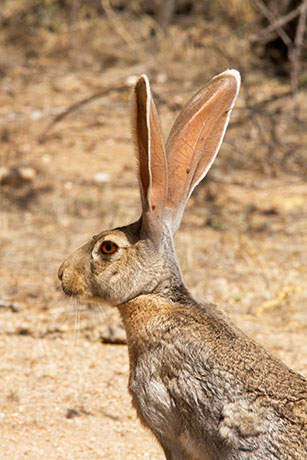 Antelope Jackrabbit Lepus alleni 