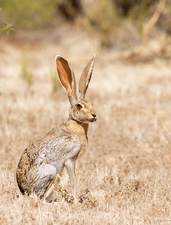 Antelope Jackrabbit Lepus alleni 