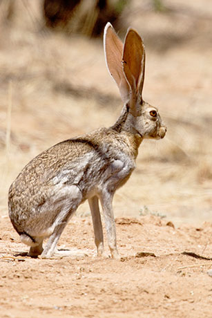 Antelope Jackrabbit Lepus alleni 