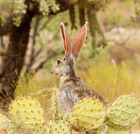 Antelope Jackrabbit Lepus alleni 