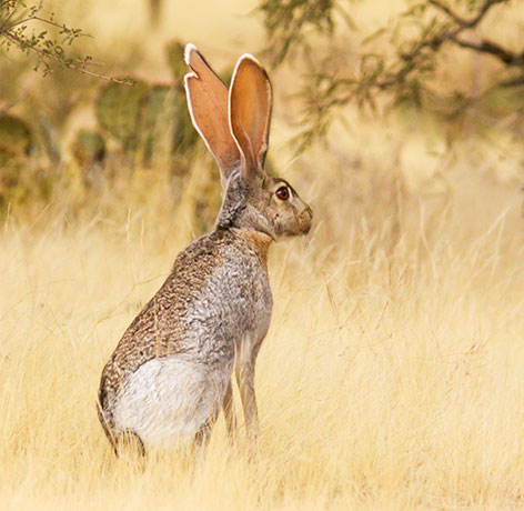 Antelope Jackrabbit Lepus alleni 
