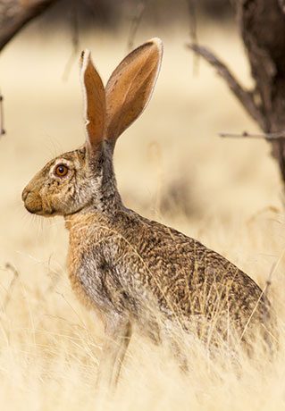 Antelope Jackrabbit Lepus alleni 