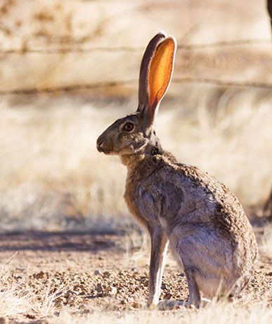 Antelope Jackrabbit Lepus alleni 