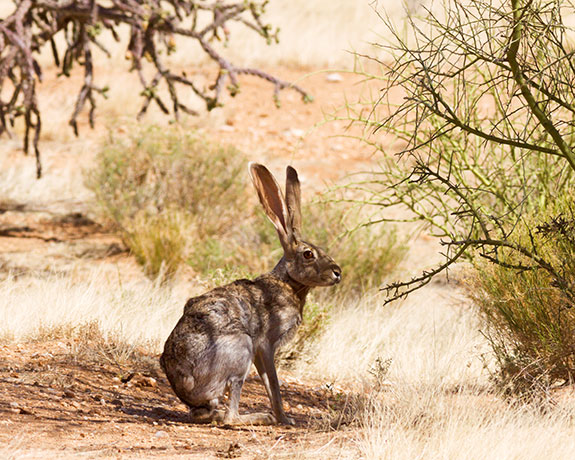 Antelope Jackrabbit Lepus alleni 
