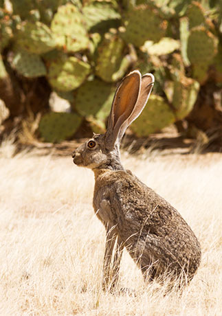 Antelope Jackrabbit Lepus alleni 