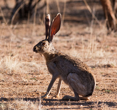 Antelope Jackrabbit Lepus alleni 
