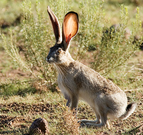 Black-tailed Jackrabbit Lepups californicus