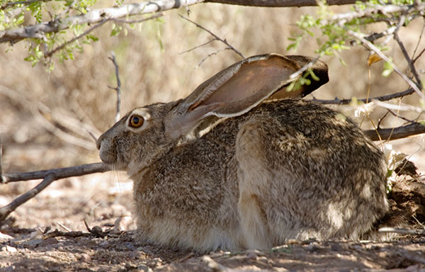 Black-tailed Jackrabbit Lepups californicus