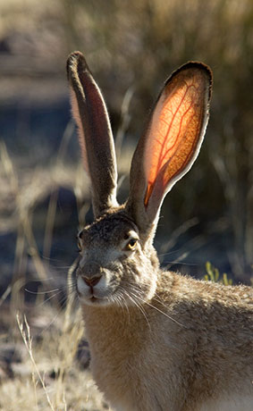 Black-tailed Jackrabbit Lepups californicus