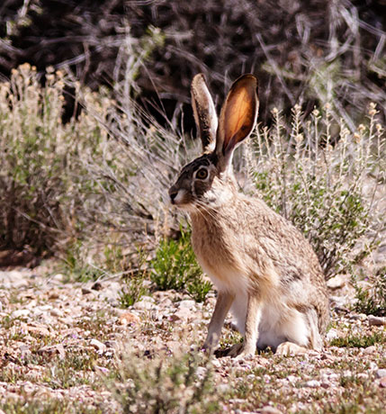 Black-tailed Jackrabbit Lepups californicus