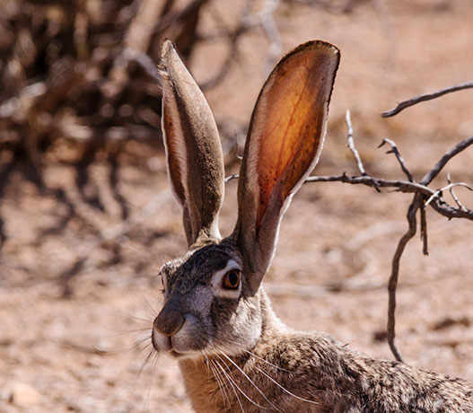 Black-tailed Jackrabbit Lepups californicus