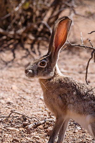 Black-tailed Jackrabbit Lepups californicus