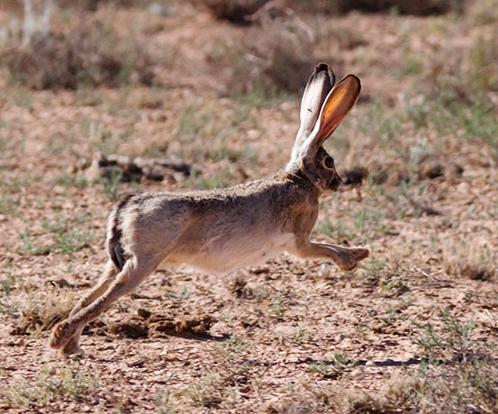 Black-tailed Jackrabbit Lepups californicus