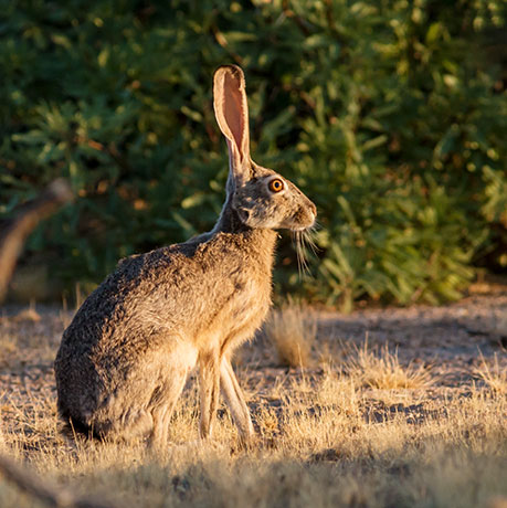 Black-tailed Jackrabbit Lepups californicus