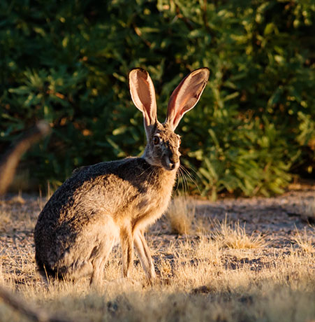 Black-tailed Jackrabbit Lepups californicus